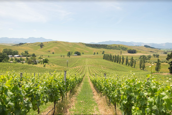vineyard in Marlborough, NZ